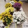Troc aux plantes samedi 16 novembre 2024