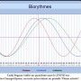 Biorythmes Tadej Pogacar 27/07/25