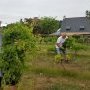 Taille en vert de la vigne 28/06/2025