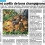 Comment cueillir de bons champignons ? - Presse Océan 27 Octobre 2025