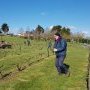 Taille de la vigne au Mont Juillet le 15 mars 2025