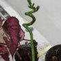Troc aux plantes samedi 16 novembre 2024