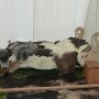 Foire St Jacques Viking - SP 11/05/2025