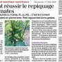 Comment réussir le repiquage de ses tomates - Ouest-France 17 mai 2026