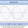 Biorythmes Wout van Aert 27/07/25