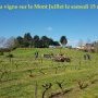 Taille de la vigne au Mont Juillet le 15 mars 2025