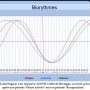 Biorythmes 11/07/25 Tadej Pogacar